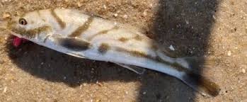 Image result for Menticirrhus littoralis