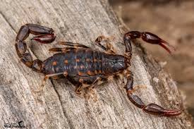 Attēlu rezultāti vaicājumam “Scorpidium cossonii”