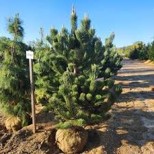 Attēlu rezultāti vaicājumam “Pinus nigra fruit”