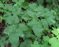 Attēlu rezultāti vaicājumam “Laserpitium latifolium leaf”