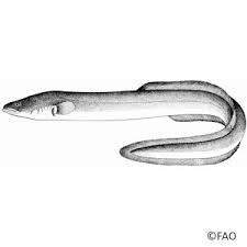 Image result for Anguilla anguilla