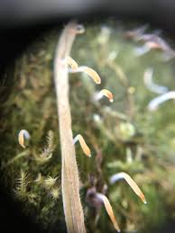 Attēlu rezultāti vaicājumam “Multiclavula mucida”