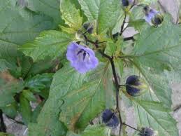 Attēlu rezultāti vaicājumam “Nicandra physalodes”
