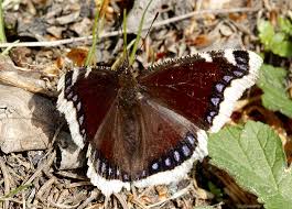 Attēlu rezultāti vaicājumam “Nymphalis antiopa upperside”