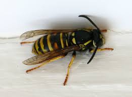 Attēlu rezultāti vaicājumam “Vespula rufa”