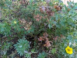 Attēlu rezultāti vaicājumam “Pentaphylloides fruticosa leaf”