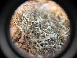 Attēlu rezultāti vaicājumam “Lophocolea minor macro”