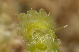 Attēlu rezultāti vaicājumam “Orthotrichum affine var. affine”