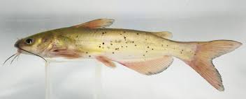 Image result for Ictalurus punctatus