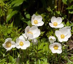 Attēlu rezultāti vaicājumam “Anemone sylvestris flower”