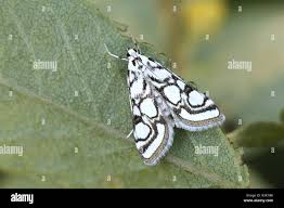 Attēlu rezultāti vaicājumam “Nymphula nitidulata”