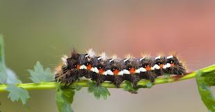 Attēlu rezultāti vaicājumam “Acronicta rumicis imago”