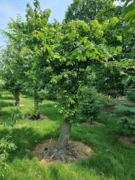 Attēlu rezultāti vaicājumam “Ulmus minor”