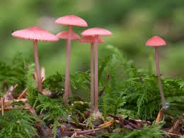Attēlu rezultāti vaicājumam “Mycena rosella”