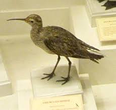 Image result for Numenius borealis