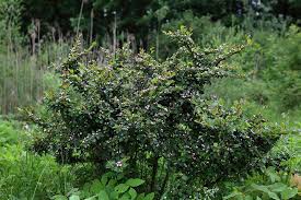 Attēlu rezultāti vaicājumam “Cotoneaster divaricatus”