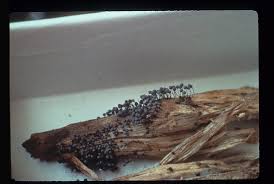 Attēlu rezultāti vaicājumam “Collaria arcyrionema”