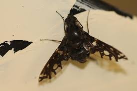 Attēlu rezultāti vaicājumam “Exoprosopa capucina”