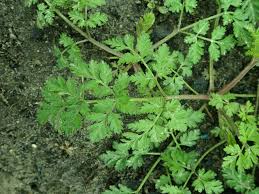 Attēlu rezultāti vaicājumam “Torilis japonica leaf”