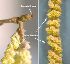 Attēlu rezultāti vaicājumam “Corylus avellana bud”