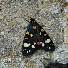 Attēlu rezultāti vaicājumam “Callimorpha dominula”