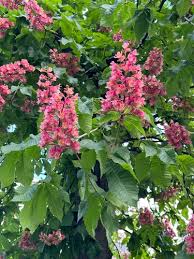 Attēlu rezultāti vaicājumam “Aesculus x hybrida”