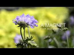 Image result for Scabiosa col.`Butterfly Blue`