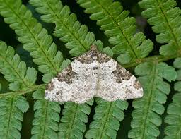 Attēlu rezultāti vaicājumam “Xanthorhoe fluctuata”