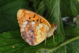 Attēlu rezultāti vaicājumam “Brenthis daphne underside”