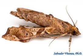 Attēlu rezultāti vaicājumam “Crambidae”