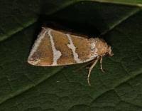 Attēlu rezultāti vaicājumam “Deltote bankiana”