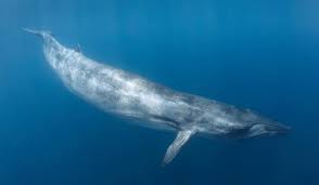 Image result for Balaenoptera borealis