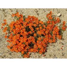 Image result for Anagallis arvensis