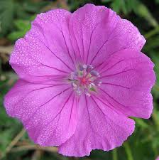 Attēlu rezultāti vaicājumam “Geranium sanguineum flower”