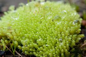 Attēlu rezultāti vaicājumam “Pohlia”