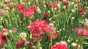 Attēlu rezultāti vaicājumam “Armeria vulgaris bud”