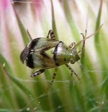 Attēlu rezultāti vaicājumam “Orthops campestris”