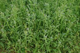 Attēlu rezultāti vaicājumam “Anchusa arvensis leaf”