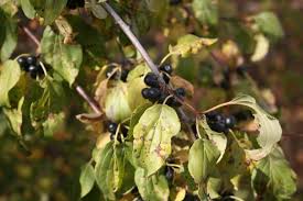 Attēlu rezultāti vaicājumam “Rhamnus cathartica fruit”