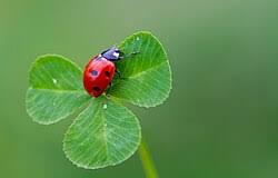 Attēlu rezultāti vaicājumam “Coccinella septempunctata”
