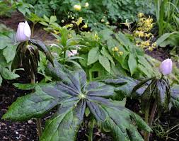 Attēlu rezultāti vaicājumam “Podophyllum hexandrum flower”