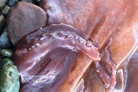 Image result for Octopushy (Croydon Area)