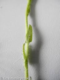 Attēlu rezultāti vaicājumam “Arabis hirsuta fruit”