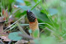 Attēlu rezultāti vaicājumam “Mutinus caninus”