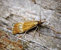 Attēlu rezultāti vaicājumam “Catoptria verellus”