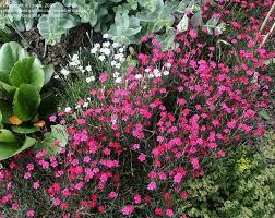 Attēlu rezultāti vaicājumam “Dianthus deltoides bud”