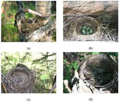 Attēlu rezultāti vaicājumam “Turdus philomelos nest”