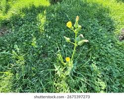 Attēlu rezultāti vaicājumam “Sonchus oleraceus bud”