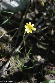Attēlu rezultāti vaicājumam “Ranunculus flammula flower”