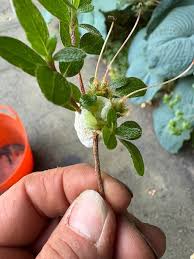 Attēlu rezultāti vaicājumam “Exobasidium cassandrae”
